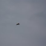 Jet Flugtage Ganderkesee 2008